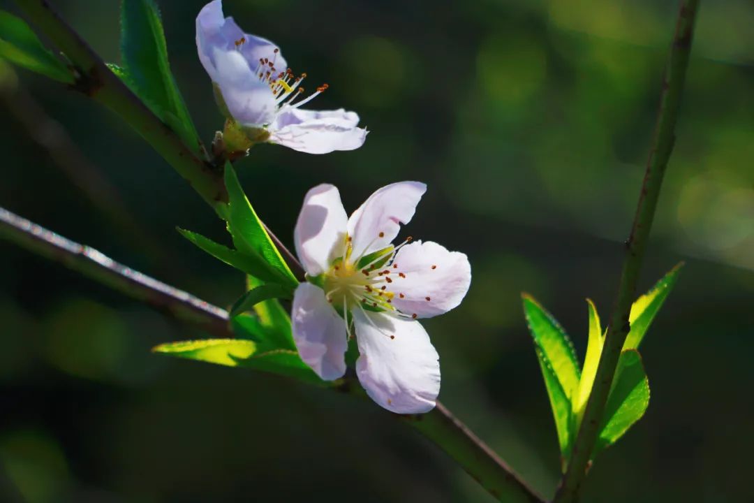 1649492036662378.jpg 8.jpg