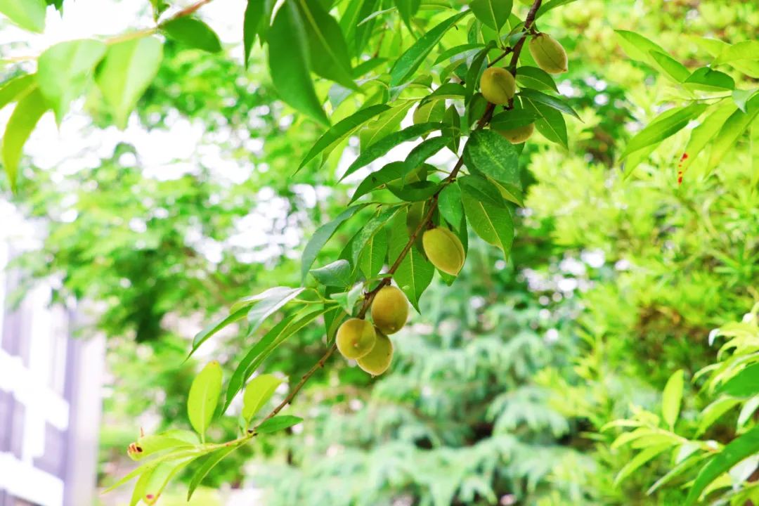 1652084475610546.jpg 18.jpg